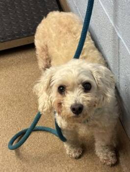 Seacrystal -  Mixed Breed Dog for Adoption in Chamblee, Georgia - Seacrystal | PetCurious