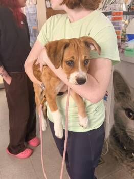 Potato Salad -  Beagle and Mixed Breed Dog for Adoption in Hobart, Indiana - Potato Salad | PetCurious
