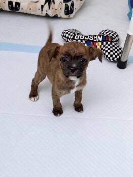 Kaylee -  Yorkie Poo and Jack Russell Terrier Dog for Adoption in Las Vegas, Nevada - Kaylee | PetCurious