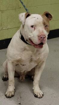 Rescue Pit Bull Terrier Dogs for Adoption in Indianapolis, Indiana - CHUCK | PetCurious