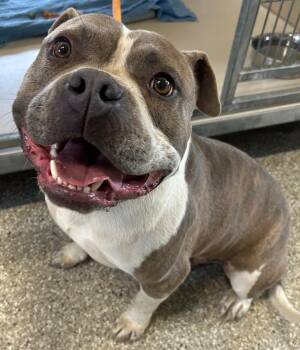 Tank -  Pit Bull Terrier and American Bully Dog for Adoption in Leadville, Colorado - Tank | PetCurious