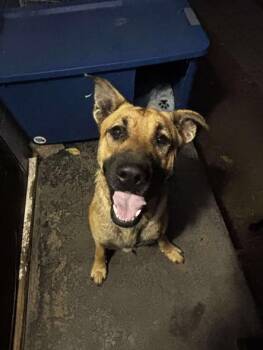 Rescue German Shepherd Dog Dogs for Adoption in Cleveland, Oklahoma - Winnie | PetCurious