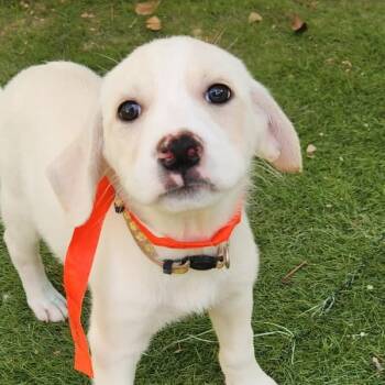 Rescue Great Pyrenees and Mixed Breed Dogs for Adoption in Austin, Texas - Emerald Fj | PetCurious