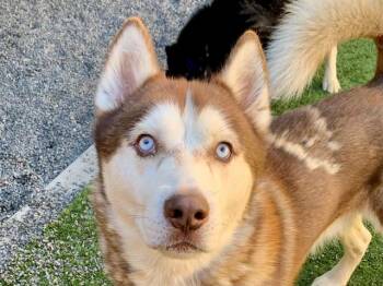 SAVE ME PLEASE Cudi - IDA554469 -  Siberian Husky Dog for Adoption in San Marcos, California - SAVE ME PLEASE Cudi - IDA554469 | PetCurious
