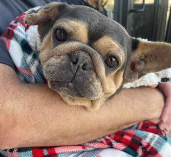 French Bulldog Dogs Available for Adoption - PETUNIA- IN FOSTER | PetCurious