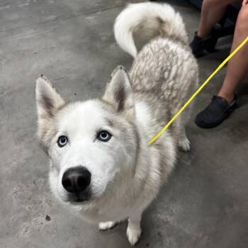 Husky Dogs Available for Adoption in Tampa, Florida - Dean (Duke) | PetCurious