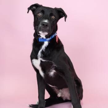 Mixed Breed Dogs Available for Adoption in Portland, Oregon - Dodger | PetCurious