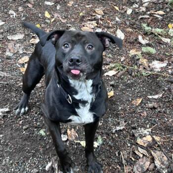 Crowly -  Pit Bull Terrier and Cattle Dog Dog for Adoption in Port Townsend, Washington - Crowly | PetCurious