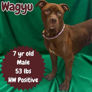 Wagyu -  Staffordshire Bull Terrier Dog for Adoption in Sorrento, Louisiana - Wagyu | PetCurious
