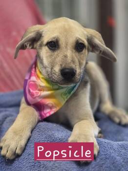 Popsicle -  German Shepherd Dog Dog for Adoption in Walthill, Nebraska - Popsicle | PetCurious