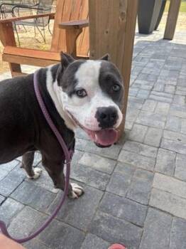 Glub Glub -  Pit Bull Terrier and Mixed Breed Dog for Adoption in Atlanta, Georgia - Glub Glub | PetCurious