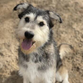 Bill -  Terrier and Mixed Breed Dog for Adoption in Riverside, California - Bill | PetCurious