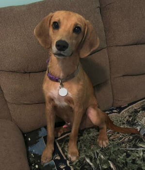Rescue Redbone Coonhound Dogs for Adoption in Osteen, Florida - Tom Sawyer | PetCurious