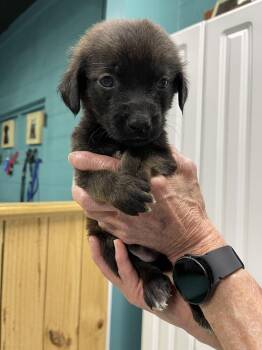 Great Pyrenees and Mixed Breed Dogs Available for Adoption - Marshall | PetCurious