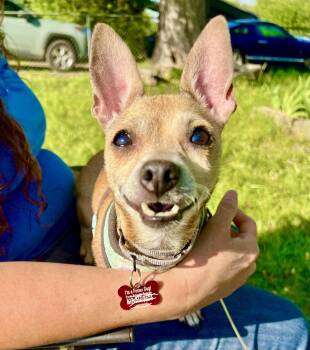 Chihuahua Dogs Available for Adoption in Pittsboro, North Carolina - Laurel | PetCurious