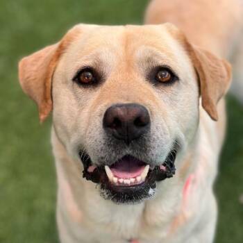 Zeke -  Labrador Retriever Dog for Adoption in San Diego, California - Zeke | PetCurious