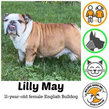 English Bulldog Dogs Available for Adoption in Bonney Lake, Washington - LILLY MAY | PetCurious