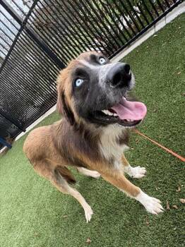 MOOSE -  Australian Shepherd and Mixed Breed Dog for Adoption in Baytown, Texas - MOOSE | PetCurious