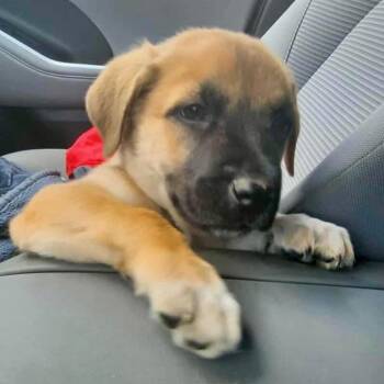 Rescue Great Pyrenees and German Shepherd Dog Dogs for Adoption in Alvin, Texas - Hershell | PetCurious