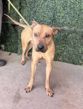 Mixed Breed Dogs Available for Adoption in El Paso, Texas - 60981212 | PetCurious