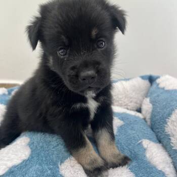 Jabba the Mutt -  Boxer and Labrador Retriever Dog for Adoption in Kanab, Utah - Jabba The Mutt | PetCurious
