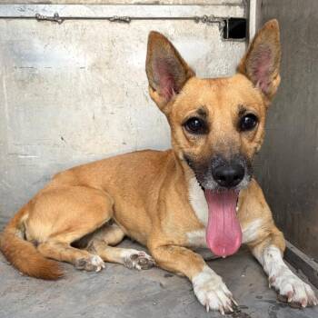 Joy -  Chihuahua and Terrier Dog for Adoption in Edinburg, Texas - Joy | PetCurious