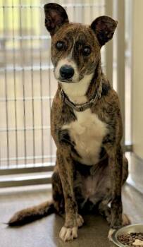 Mixed Breed Dogs Available for Adoption - Tiger | PetCurious