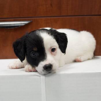 Marshmallow -  Border Collie and Mixed Breed Dog for Adoption in Long Beach, California - Marshmallow | PetCurious