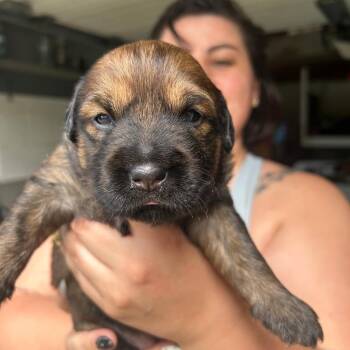 Louise -  Mixed Breed Dog for Adoption in Bartlett, Tennessee - Louise | PetCurious