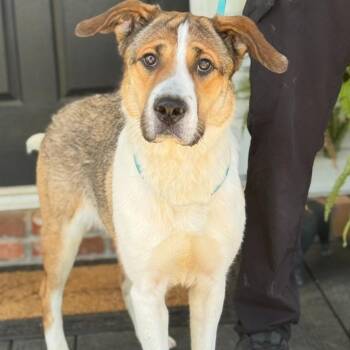 Mimi -  Shepherd and Hound Dog for Adoption - Mimi | PetCurious