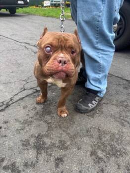 Rescue Terrier Dogs for Adoption in Pomona, New York - Jasper | PetCurious