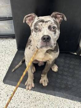 Rocky -  Pit Bull Terrier and Mixed Breed Dog for Adoption in Atlanta, Georgia - Rocky | PetCurious