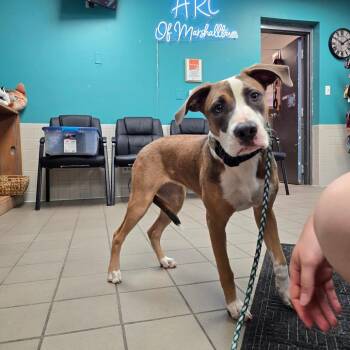 Laila -  Mixed Breed Dog for Adoption in Marshalltown, Iowa - Laila | PetCurious