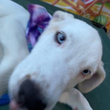 Maya -  Husky Dog for Adoption in Aledo, Texas - Maya | PetCurious