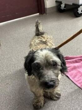 Edith -  Mixed Breed Dog for Adoption in Louisburg, North Carolina - Edith | PetCurious