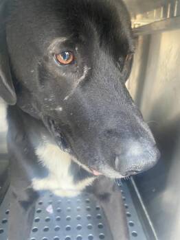 Mixed Breed Dogs Available for Adoption - OSO | PetCurious