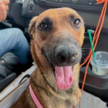 Gemma -  Mixed Breed Dog for Adoption in Chino Valley, Arizona - Gemma | PetCurious