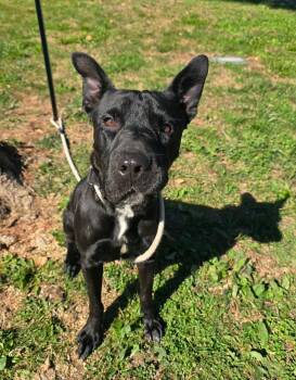 Zane -  German Shepherd Dog Dog for Adoption in Springfield, Illinois - Zane | PetCurious