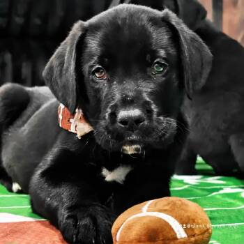 Great Dane and Black Labrador Retriever Dogs Available for Adoption - Osirus | PetCurious