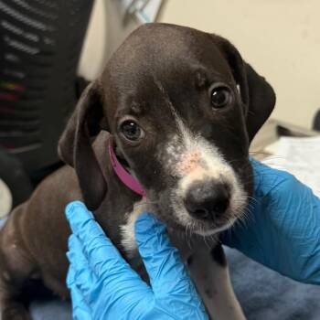 Belle -  Terrier Dog for Adoption in Lakeland, Florida - Belle | PetCurious
