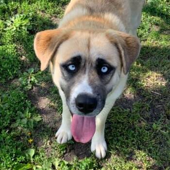 Saint Bernard and Husky Dogs Available for Adoption in Rushville, Illinois - Oakley | PetCurious