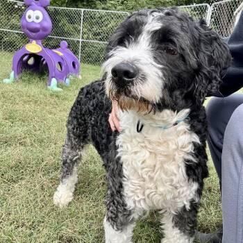 Seltzer -  Mixed Breed Dog for Adoption in Fredericksburg, Virginia - Seltzer | PetCurious