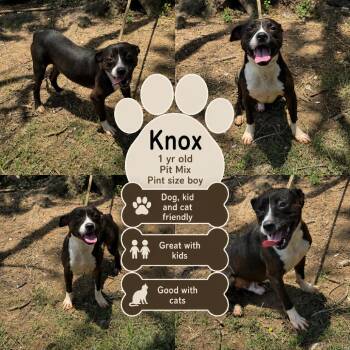 Knox-CS-26-03944 -  Pit Bull Terrier Dog for Adoption in Anahuac, Texas - Knox-CS-26-03944 | PetCurious