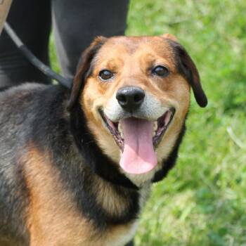Mixed Breed Dogs Available for Adoption in Melbourne, Kentucky - Lance | PetCurious