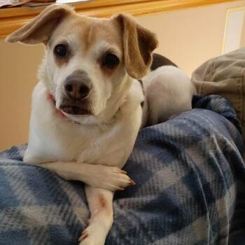 Jack Russell Terrier and Beagle Dogs Available for Adoption in Middletown, Ohio - Missy | PetCurious