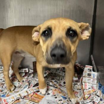 Dachshund and Terrier Dogs Available for Adoption - Ruby | PetCurious