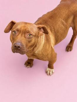 Pit Bull Terrier and Mixed Breed Dogs Available for Adoption in Bowling Green, Kentucky - Izzy | PetCurious