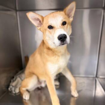 Scooby -  Mixed Breed Dog for Adoption in Spokane, Washington - Scooby | PetCurious