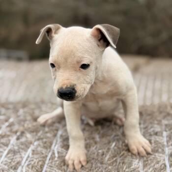 Pit Bull Terrier and Catahoula Leopard Dog Dogs Available for Adoption - Oliver - $250 Adoption Fee | PetCurious