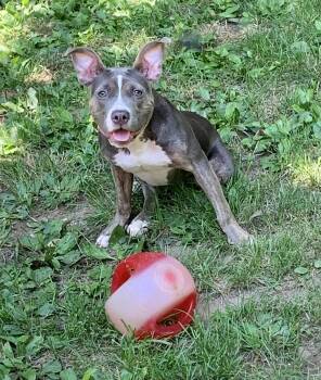 Rescue Pit Bull Terrier Dogs for Adoption in Kettering, Ohio - Scooter Pie *Special Needs* | PetCurious